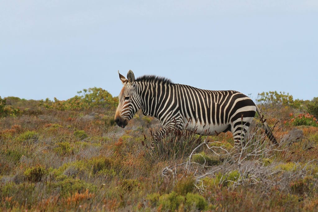 Ein Kap-Bergzebra in Seitenansicht steht in niedrigem Busch- und Heidekraut bei bewölktem Tageslicht.