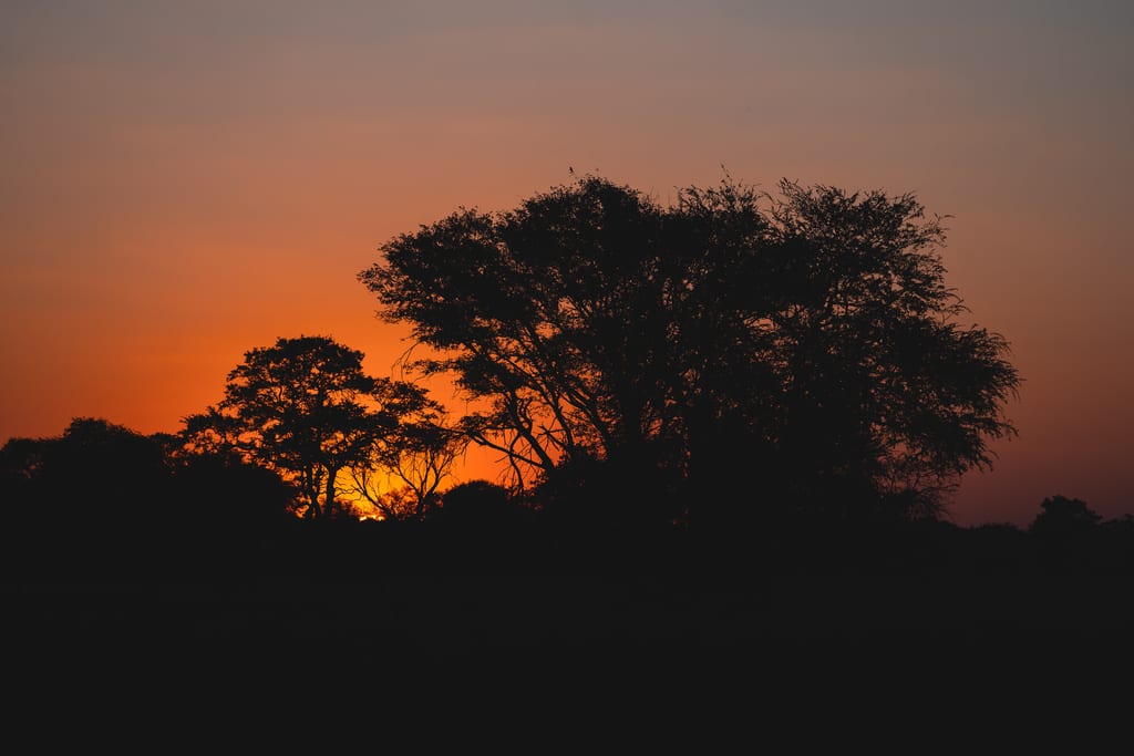 Silhouetten von Bäumen vor intensiv orange-rotem Sonnenuntergangshimmel.