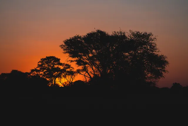 Silhouetten von Bäumen vor intensiv orange-rotem Sonnenuntergangshimmel.