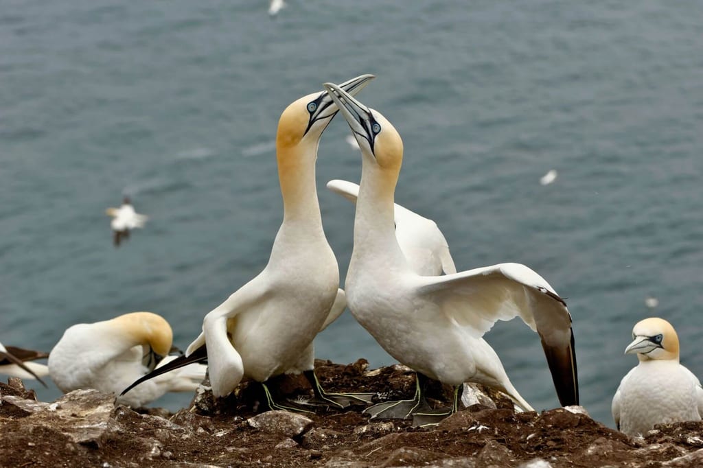Zwei Basstölpel am Klippenrand berühren sich mit den Schnäbeln vor dem Meer.