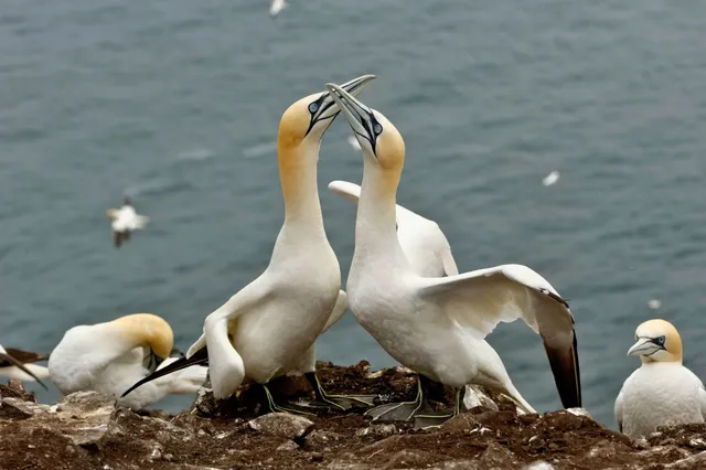 Zwei Basstölpel am Klippenrand berühren sich mit den Schnäbeln vor dem Meer.