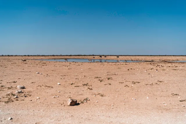 Weite trockene Ebene mit Wasserloch, Huftieren und Vögeln am Rand unter klarem Himmel