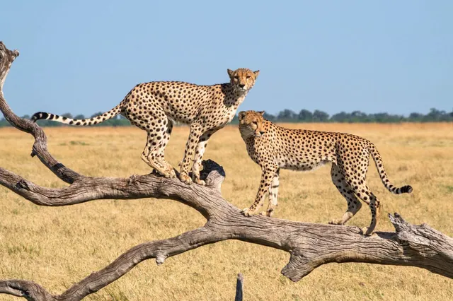 Zwei große Raubkatzen mit geflecktem Fell auf einem toten Baum in offener Graslandschaft