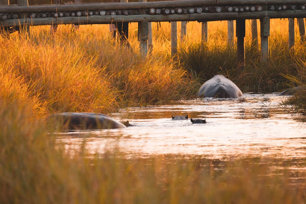 Mehrere Flusspferde im Fluss bei goldenem Abendlicht unter einem hölzernen Steg.