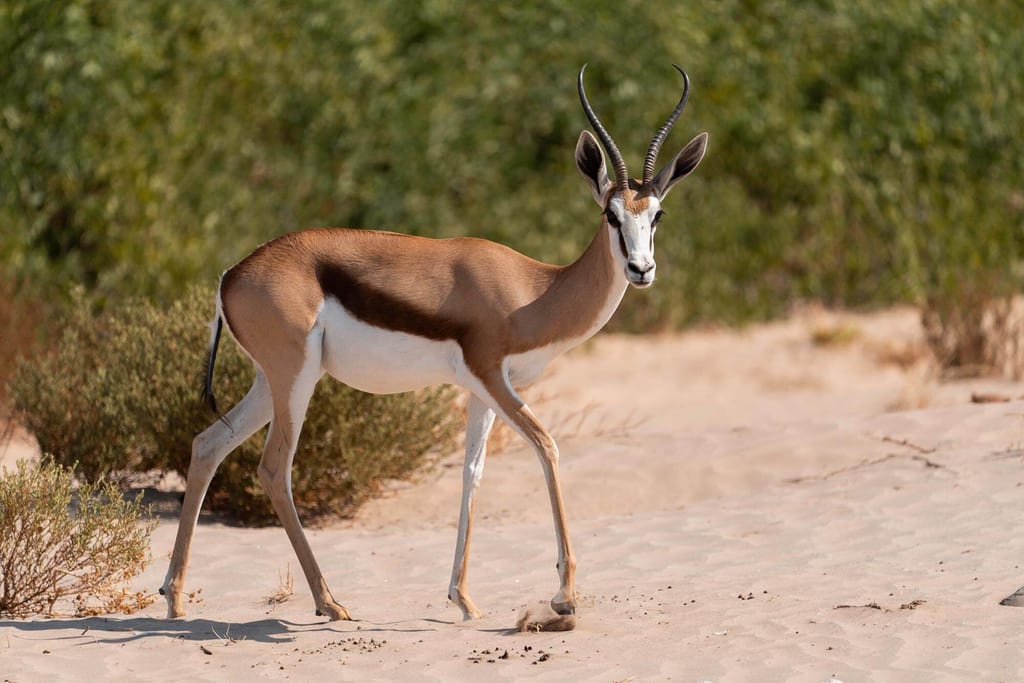 Springbock steht und geht über sandigen Boden vor grünen Büschen bei hellem Tageslicht.