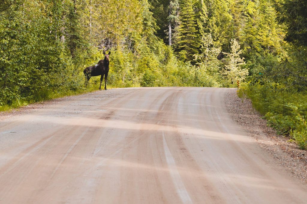 Ein Elch steht an der Parkstraße im Wells Gray