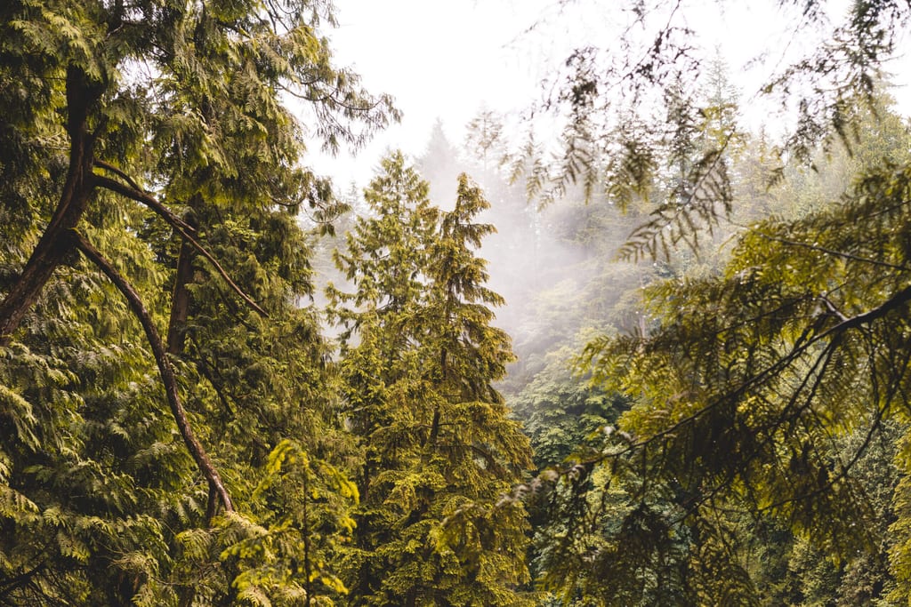 Baumwipfel in North Vancouver