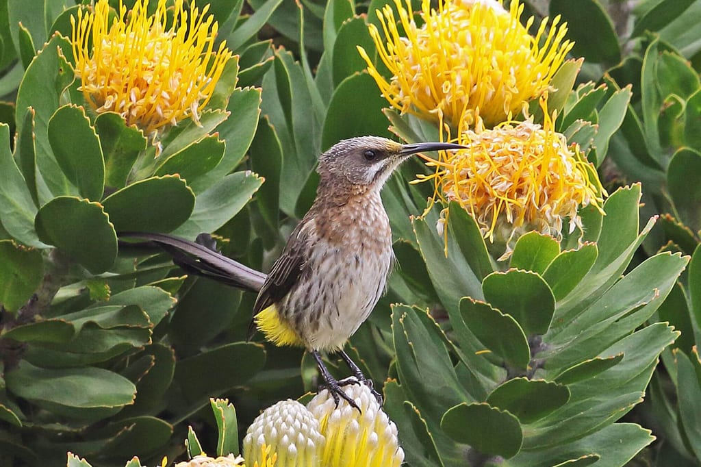 Kaphonigvogel in Seitenansicht beim Nektarsammeln an gelber Blüte, Nahaufnahme bei Tageslicht.
