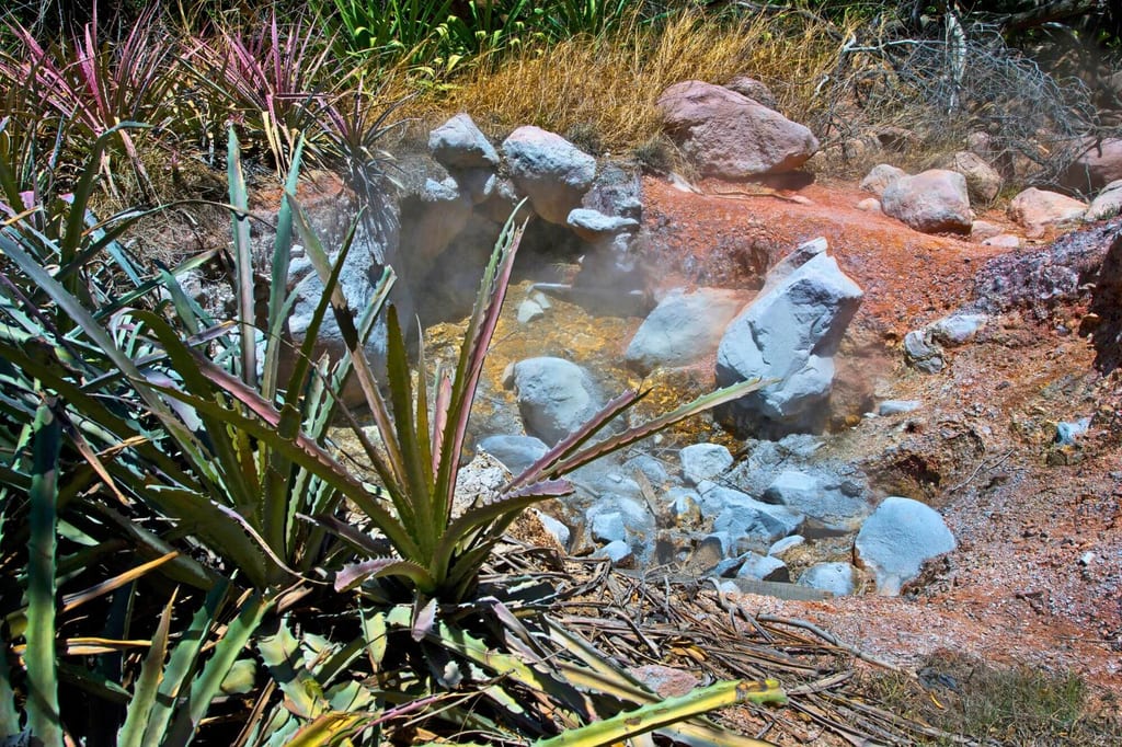 Sukkulente Pflanzen im Vordergrund vor dampfender Thermalquelle und rötlichem, felsigem Boden
