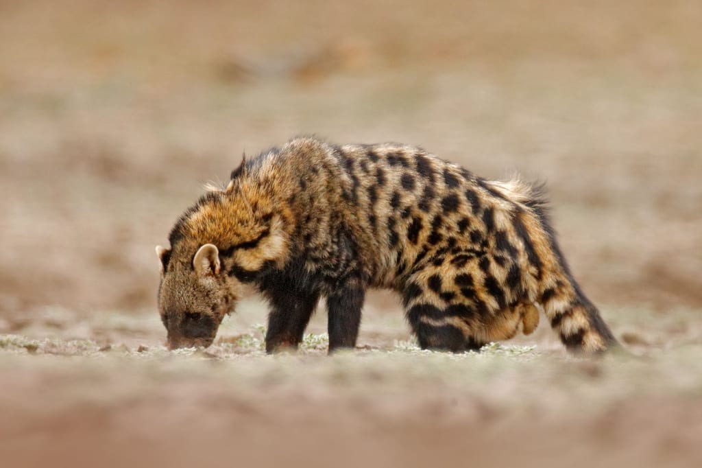 Afrikanische Zibetkatze im Profil riecht am Erdboden, warmes, diffuses Licht, bodennahe Perspektive