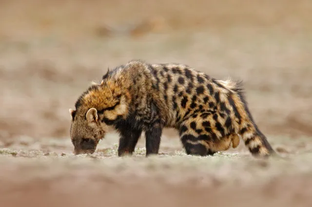 Afrikanische Zibetkatze im Profil riecht am Erdboden, warmes, diffuses Licht, bodennahe Perspektive