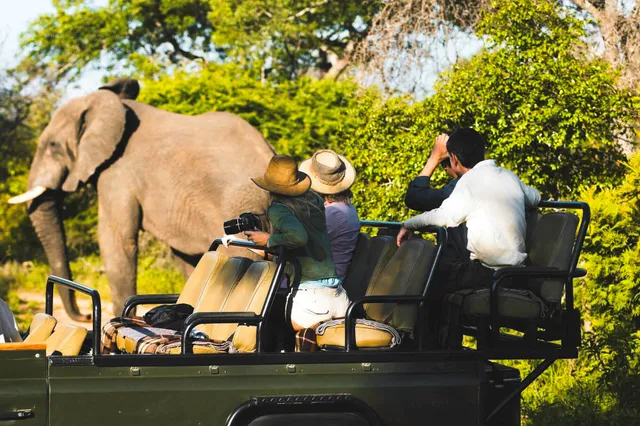 Touristen in Safari-Jeep beobachten ein großes wildes Säugetier im sonnigen Buschwald.