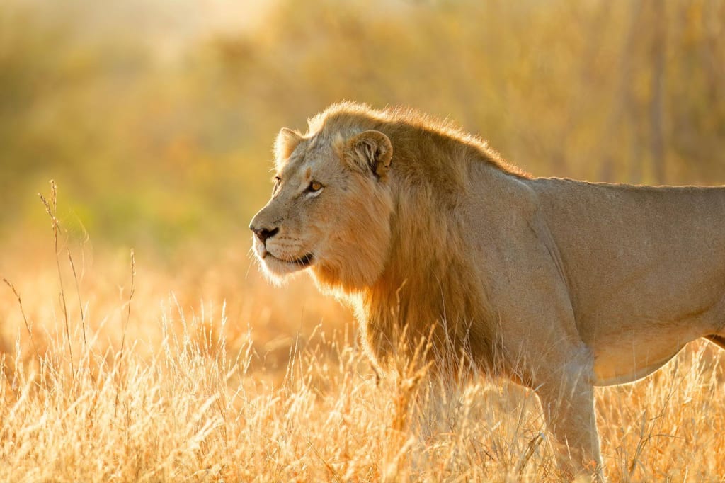 Männlicher Löwe im hohen Gras, Seitenprofil im warmen Morgen- oder Abendlicht.