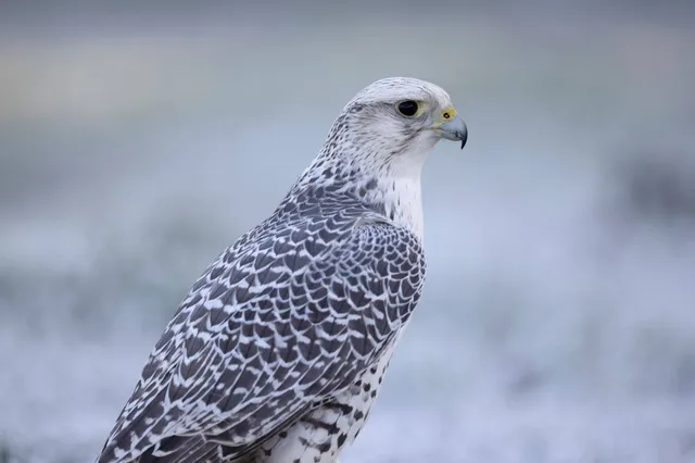 Porträt eines Gerfalken in Seitenansicht vor hellem, verschwommenem Hintergrund