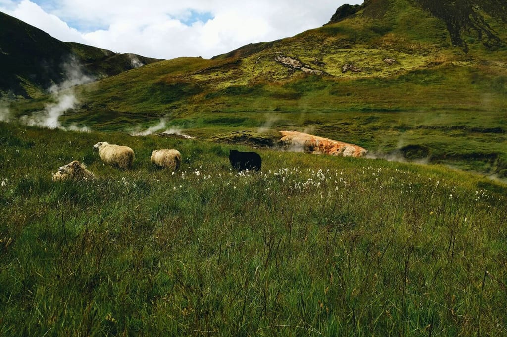Fünf Schafe auf einer grasigen Talwiese vor dampfenden Stellen und grünen Hügeln unter bewölktem Himmel.