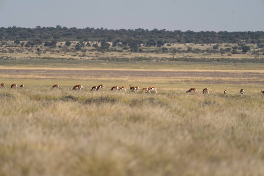 Herde von Antilopen grast in weiter Grassteppe vor buschigem Horizont