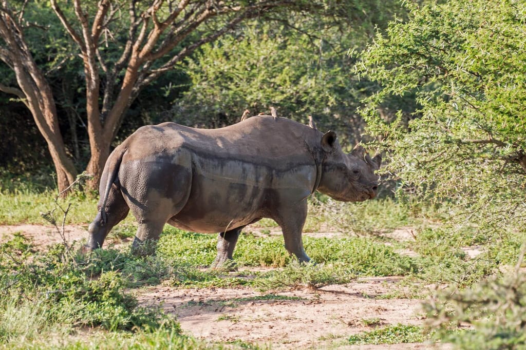 Ein Nashorn geht im Buschland seitlich am Bild vorbei in warmem Tageslicht.