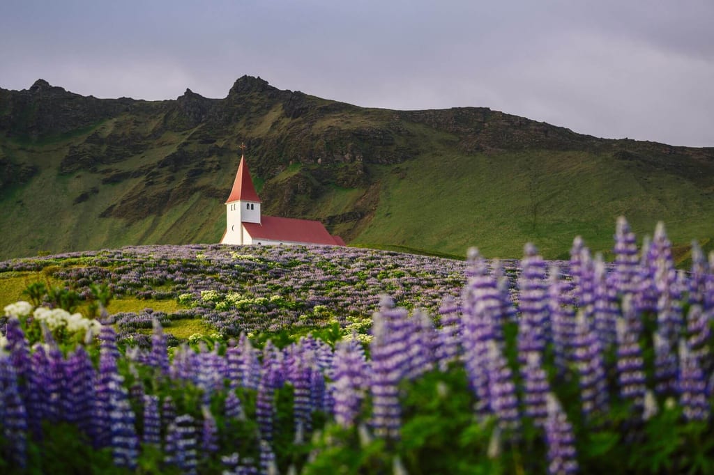 Kleine weiße Kirche mit rotem Dach auf Hügel zwischen violetten Lupinen vor grasbewachsenen Klippen