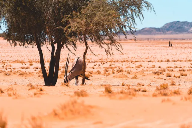 Antilope neben der Campsite in Sesriem