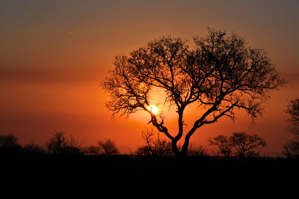 Knorriger Baum als Silhouette vor orangefarbenem Sonnenuntergang am Horizont.