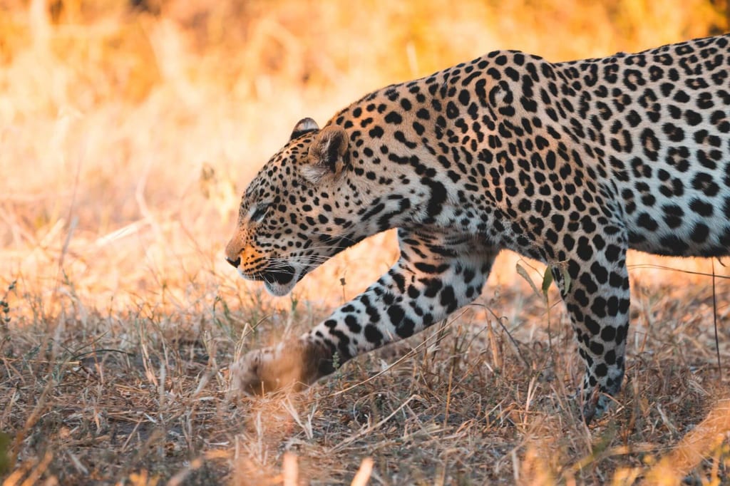 Leopard auf einer Selbstfahrer-Reise in Botswana
