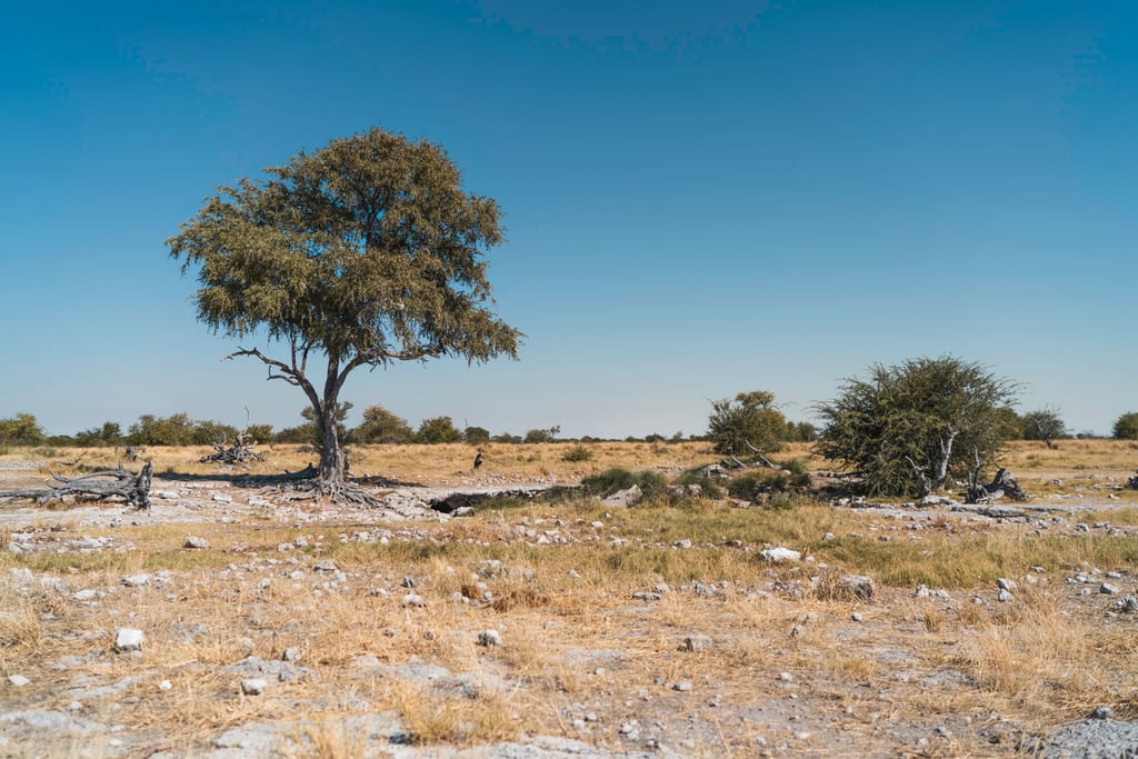 Weite trockene Savannenlandschaft mit vereinzelten Bäumen und klarem blauem Himmel.