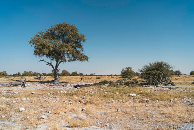 Weite trockene Savannenlandschaft mit vereinzelten Bäumen und klarem blauem Himmel.