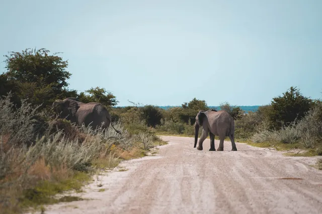 Elefant geht über eine Sandpiste