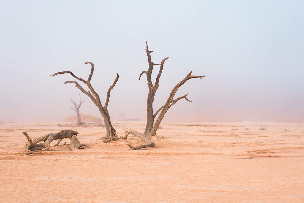 Deadvlei im Nebel