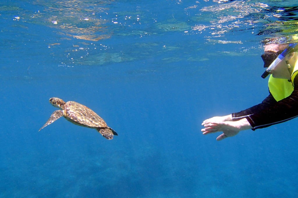 Unterwasser: Meeresschildkröte schwimmt, rechts Schnorchler mit Maske nähert sich.
