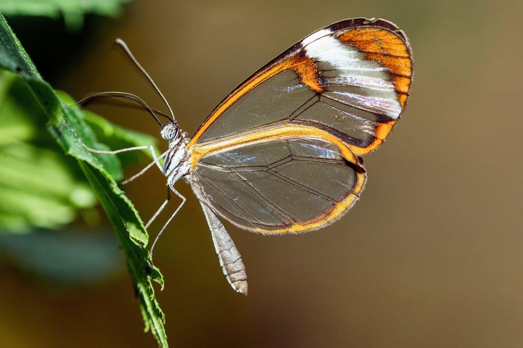 Glasflügelfalter seitlich auf einem Blatt mit transparenten Flügeln und orangebraunen Rändern