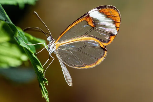 Glasflügelfalter seitlich auf einem Blatt mit transparenten Flügeln und orangebraunen Rändern