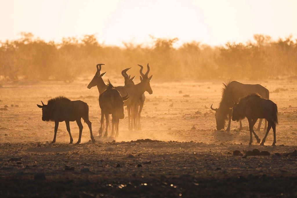 Gnus und Kuhantilopen stehen in der Nähe vom Wasserloch im Etosha