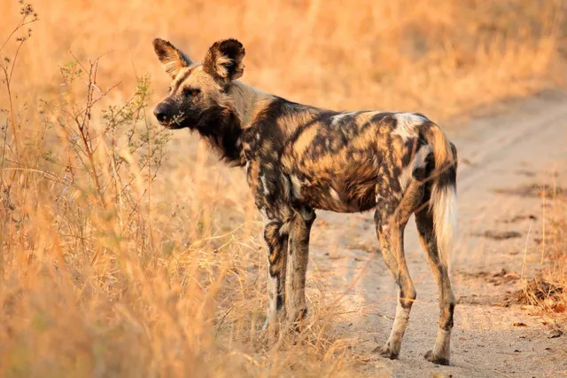 Ein einzelner Afrikanischer Wildhund steht seitlich auf einem staubigen Weg in goldener Savanne.