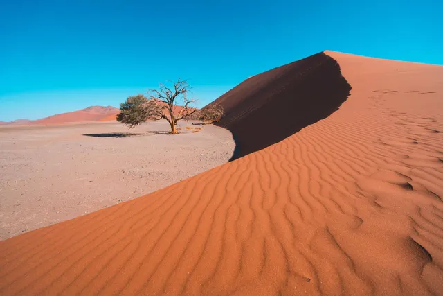 Rote Sanddüne mit Dünenkante und einer einzelnen Akazie unter klarem blauem Himmel in der Namib.