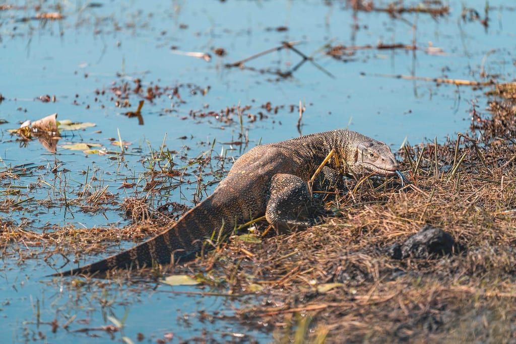 Nilwaran am sumpfigen Ufer, seitliche Nahaufnahme im hellen Tageslicht