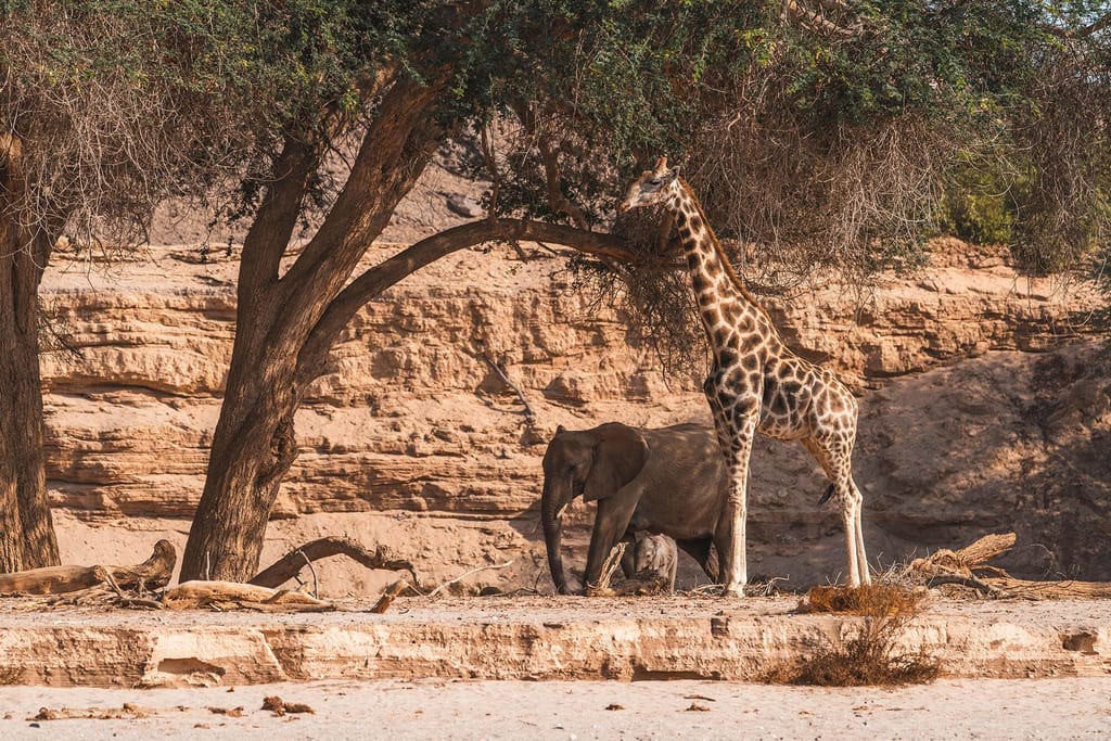 Wüstenelefanten und Giraffe können in der besten Reisezeit in Namibia beobachtet werden