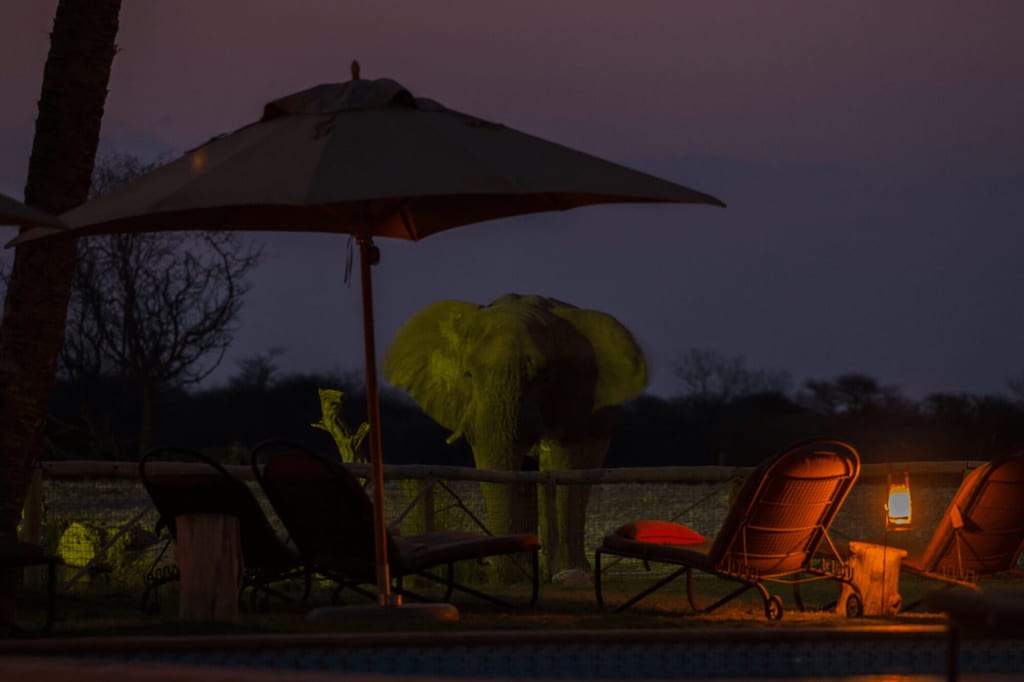 Elefant bei Nacht am Zaun hinter einer beleuchteten Poolterrasse mit Liegestühlen und Laterne.