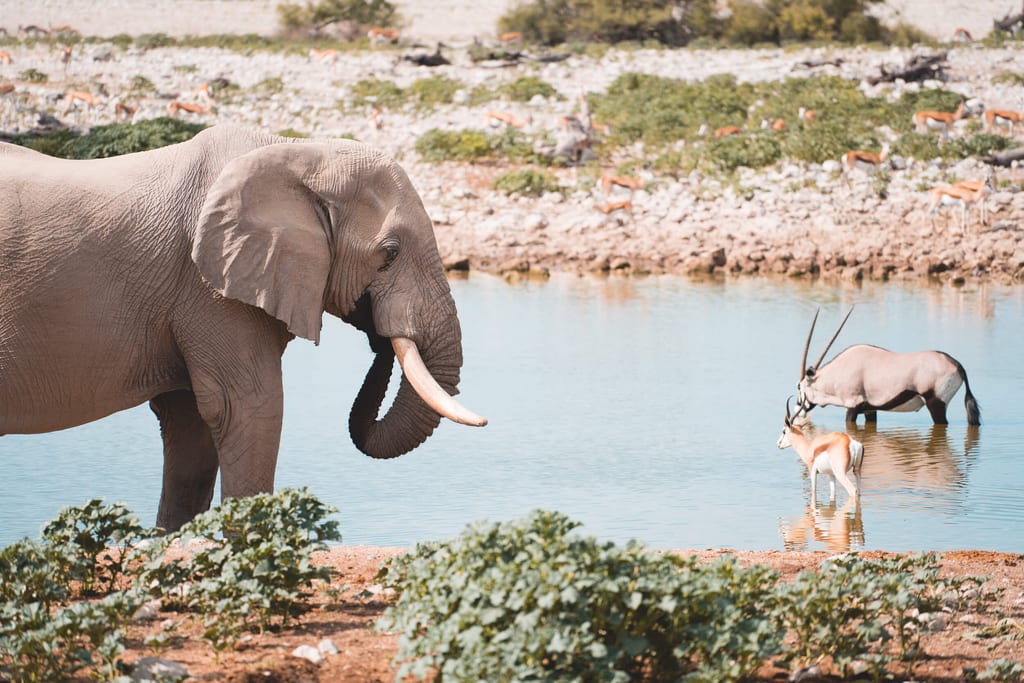 Elefant am Wasserloch