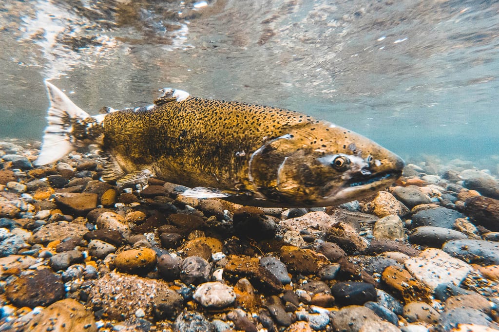 Lachs schwimmt Fluss entlang