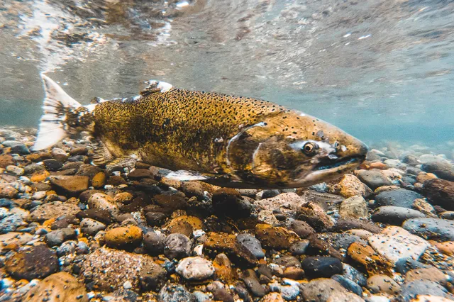 Lachs schwimmt Fluss entlang