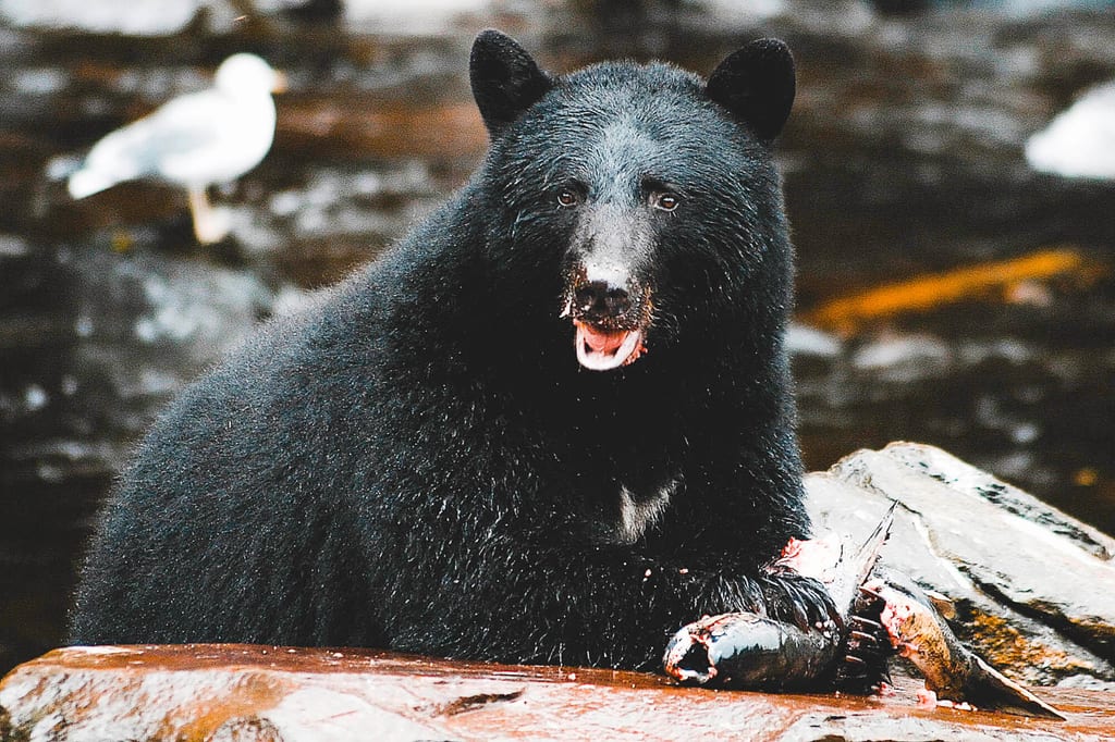 Schwarzbär mit einem Lachs