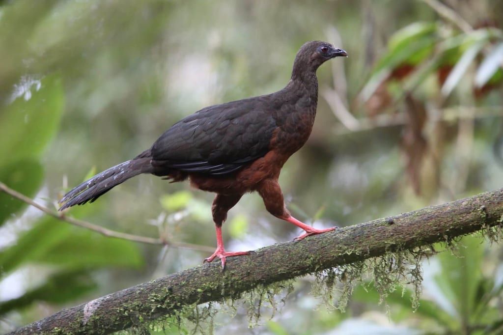 Mohrenguane läuft seitlich auf moosigem Ast im Regenwald, gedämpftes Tageslicht
