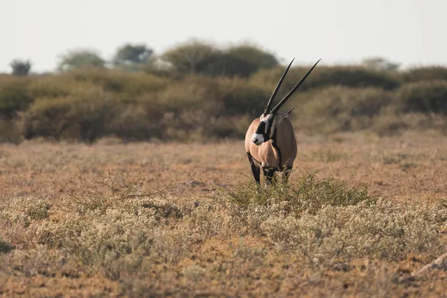 Einzelne Antilope mit langen Hörnern steht in trockener Savanne des Central Kalahari Game Reserve, Botswana.