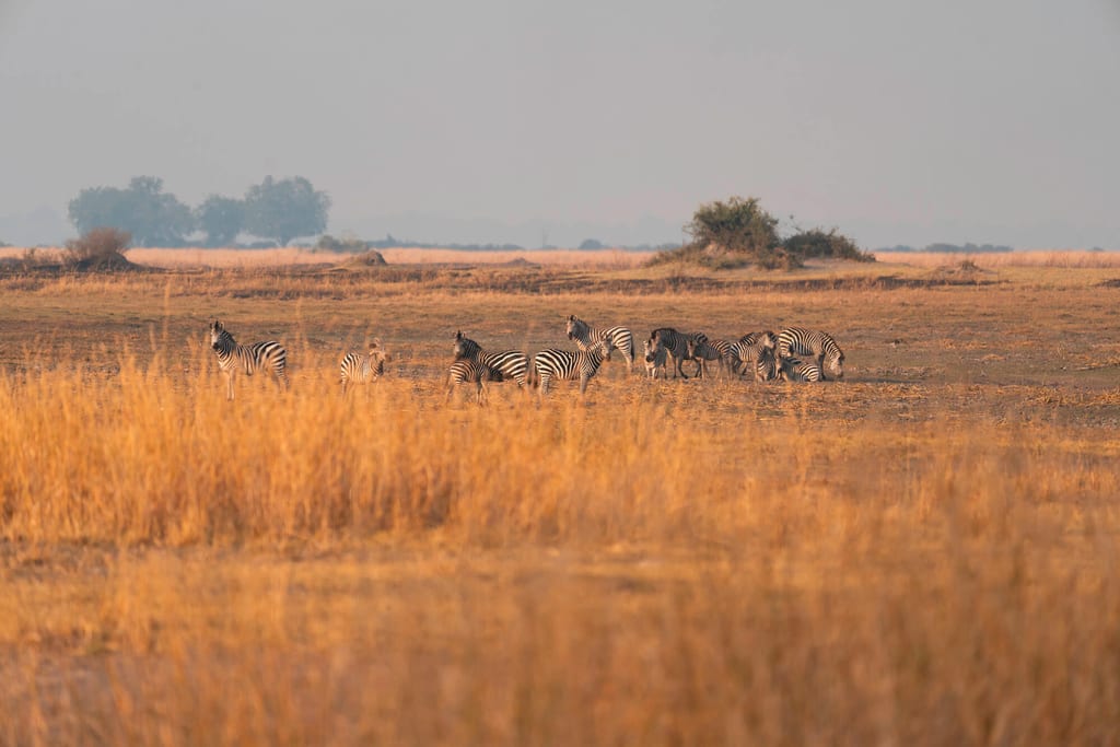 Herde gestreifter Huftiere auf goldener Savanne im warmen Morgen- oder Abendlicht, Fernaufnahme