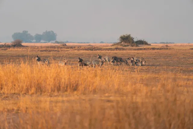 Herde gestreifter Huftiere auf goldener Savanne im warmen Morgen- oder Abendlicht, Fernaufnahme