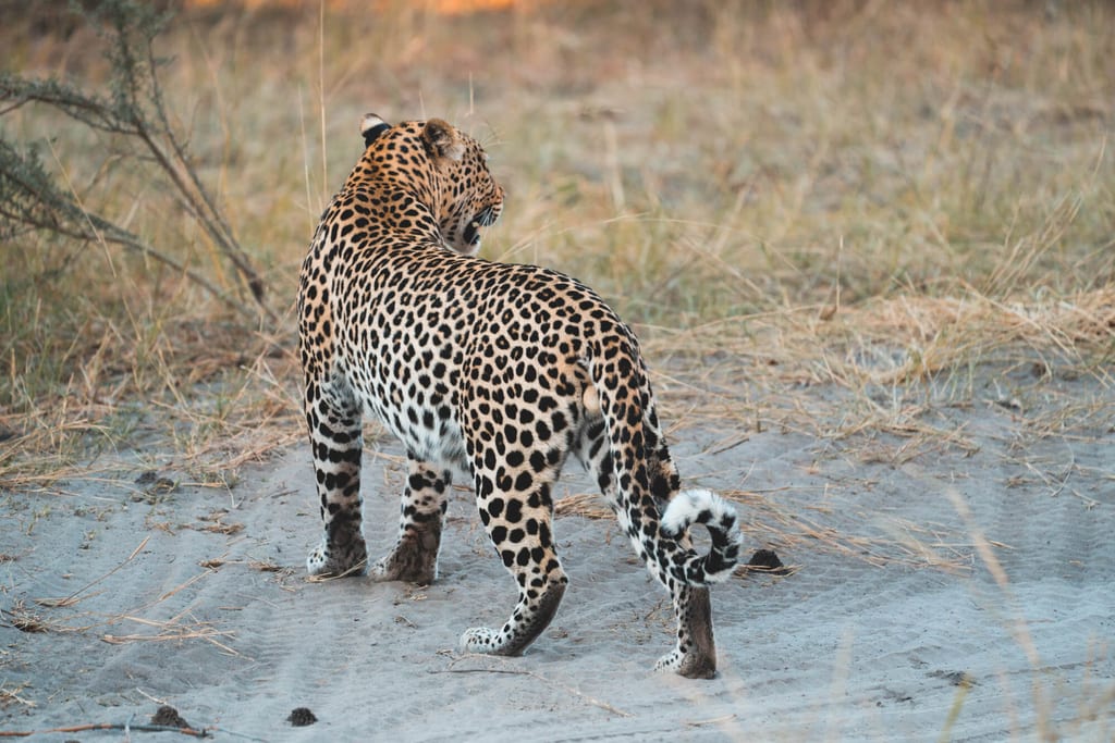 Großkatze auf sandigem Boden am Rande der Trockenvegetation im Abendlicht im Chobe Nationalpark.