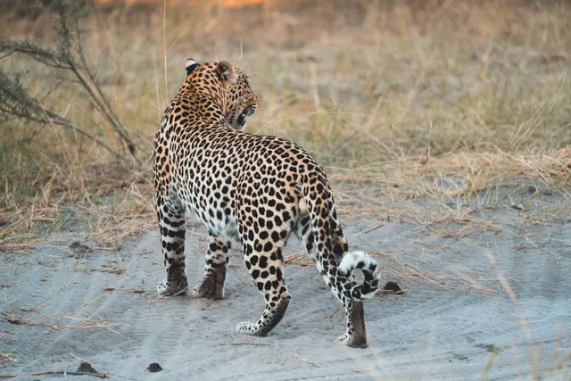 Großkatze auf sandigem Boden am Rande der Trockenvegetation im Abendlicht im Chobe Nationalpark.