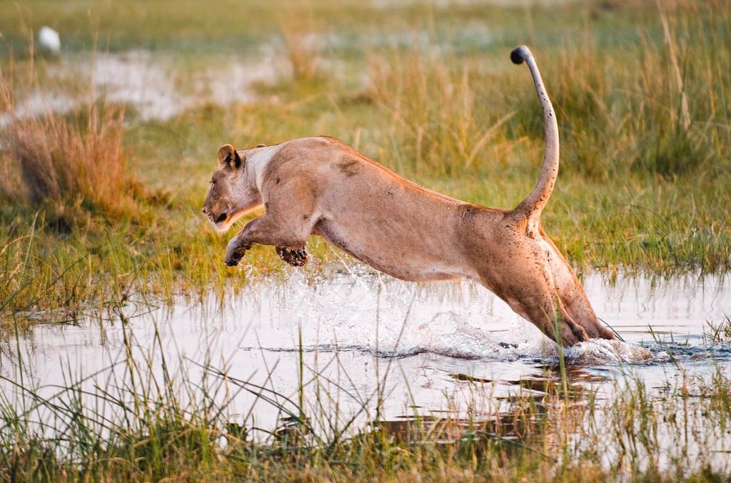 Großkatze springt seitlich über seichtes Wasser in feuchter Graslandschaft bei warmem Licht.