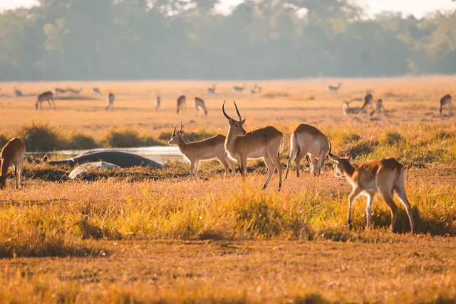 Moremi Game Reserve
